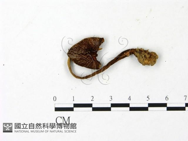 登錄號:F0023026藏品圖，第1張