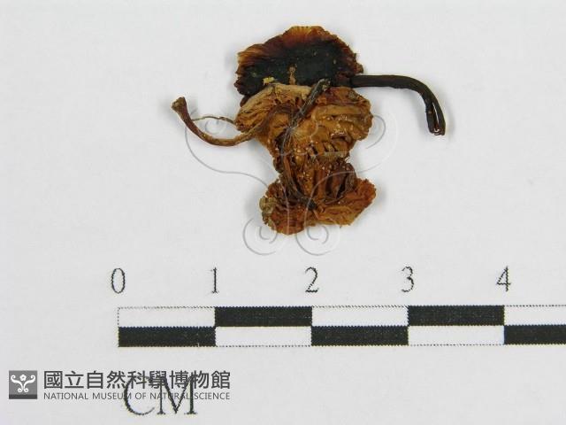 登錄號:F0003026藏品圖，第1張