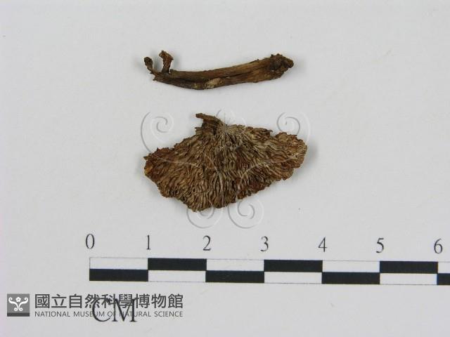 登錄號:F0013026藏品圖，第1張