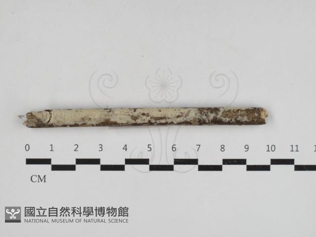 木齒菌屬藏品圖，第1張