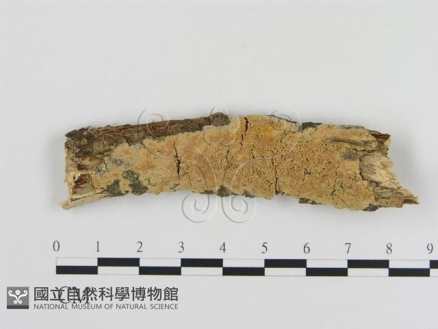 登錄號:F0010326藏品圖，第1張