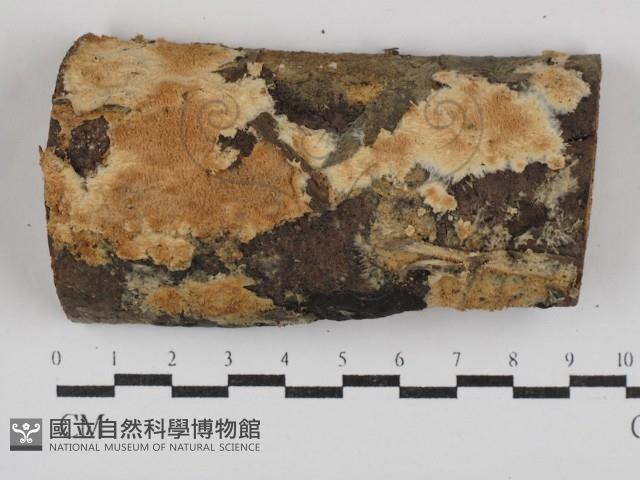 齒耳菌屬藏品圖，第1張