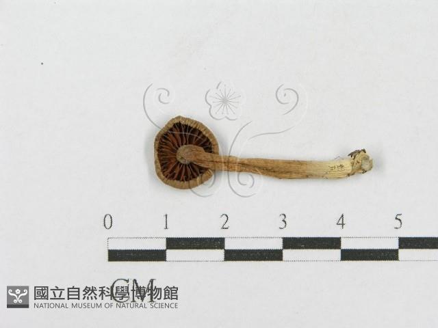 登錄號:F0016326藏品圖，第1張
