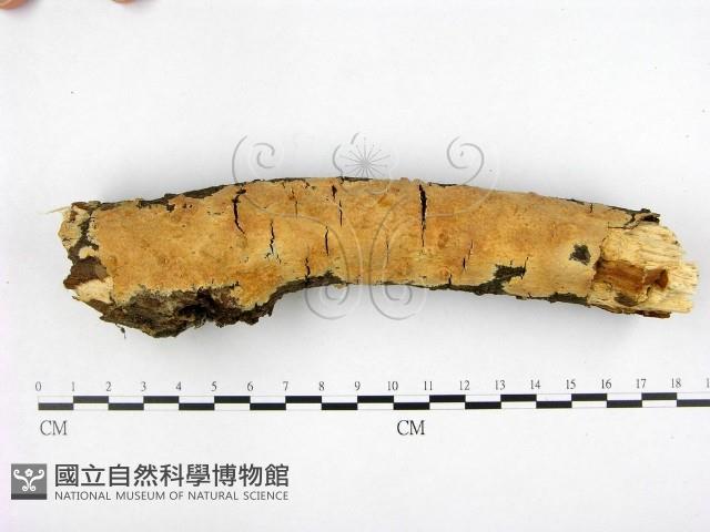 登錄號:F0001326藏品圖，第1張