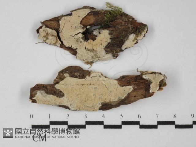 Accession Number:F0031326 Collection Image, Figure 1, Total 2 Figures