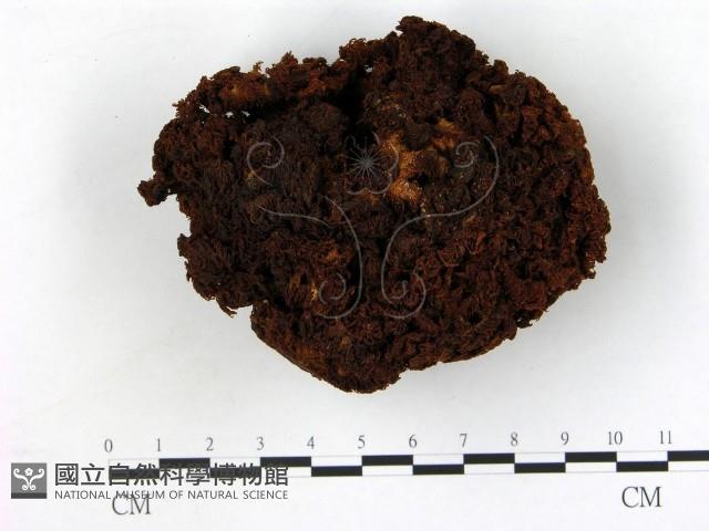 登錄號:F0004326藏品圖，第1張