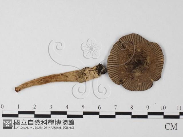 登錄號:F0014326藏品圖，第1張