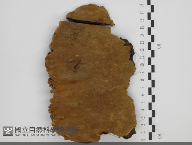 登錄號:F0034326藏品圖，第1張