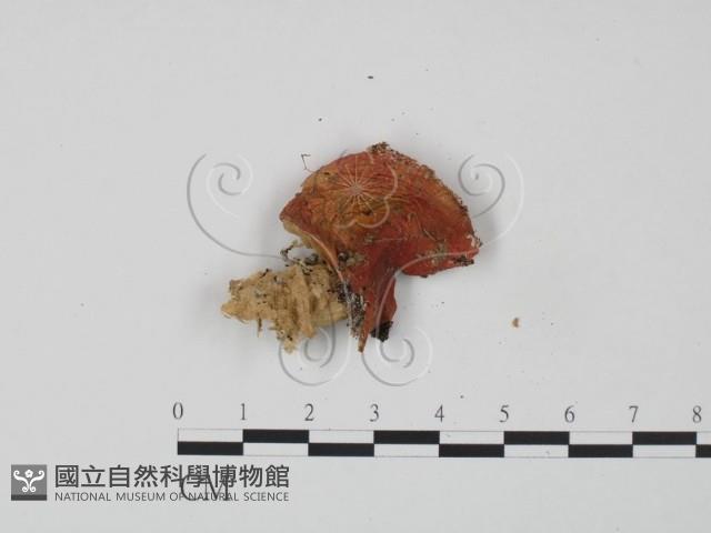 登錄號:F0022326藏品圖，第1張