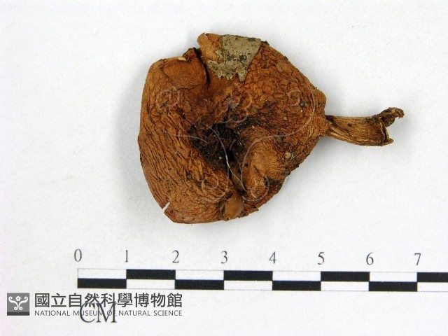 登錄號:F0002326藏品圖，第1張