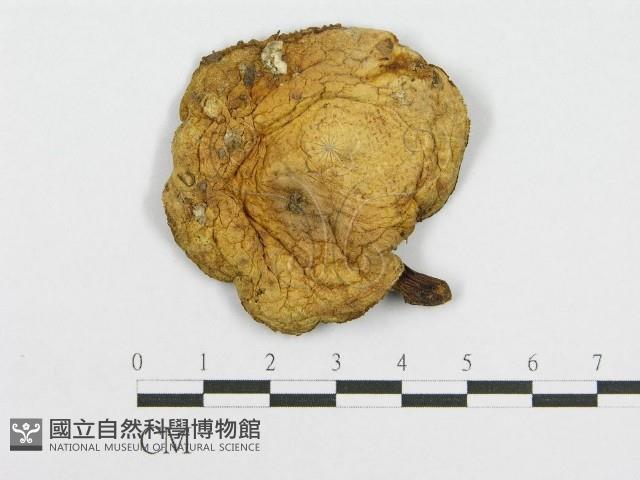 登錄號:F0012326藏品圖，第1張