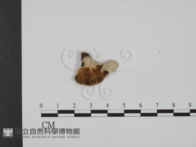 登錄號:F0007326藏品圖，第1張