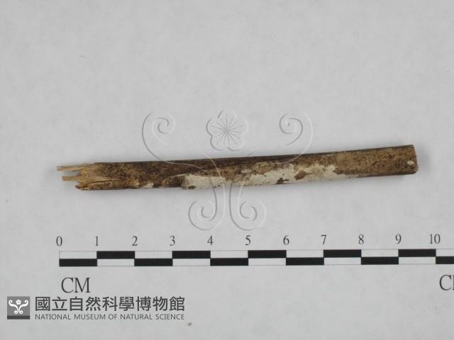 Accession Number:F0005326 Collection Image, Figure 1, Total 3 Figures