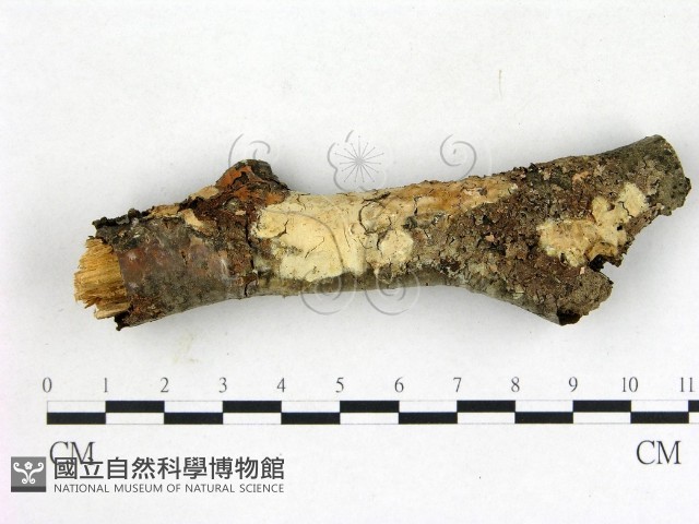 登錄號:F0015326藏品圖，第1張
