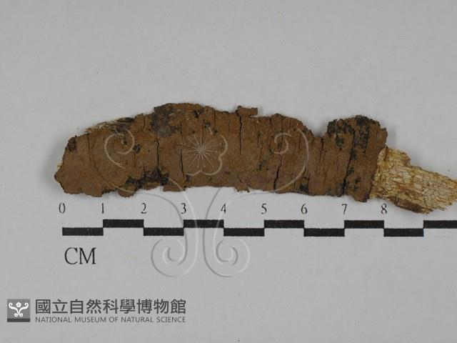 刺革菌屬藏品圖，第1張