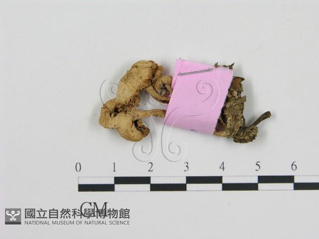 登錄號:F0013326藏品圖，第1張