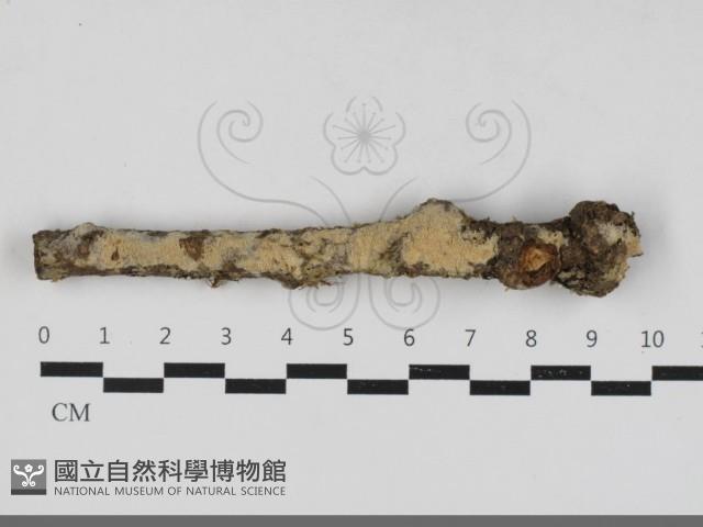 登錄號:F0033326藏品圖，第1張