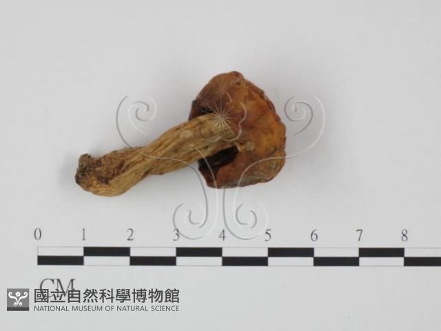 登錄號:F0020206藏品圖，第1張