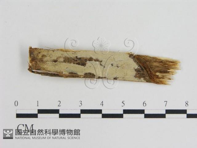 登錄號:F0010206藏品圖，第1張