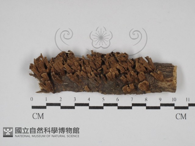 登錄號:F0030206藏品圖，第1張