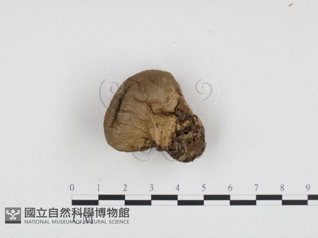 登錄號:F0024206藏品圖，第1張