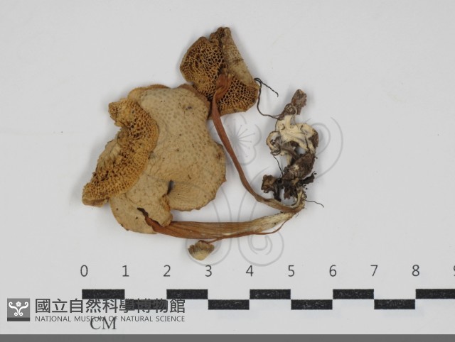 登錄號:F0034206藏品圖，第1張