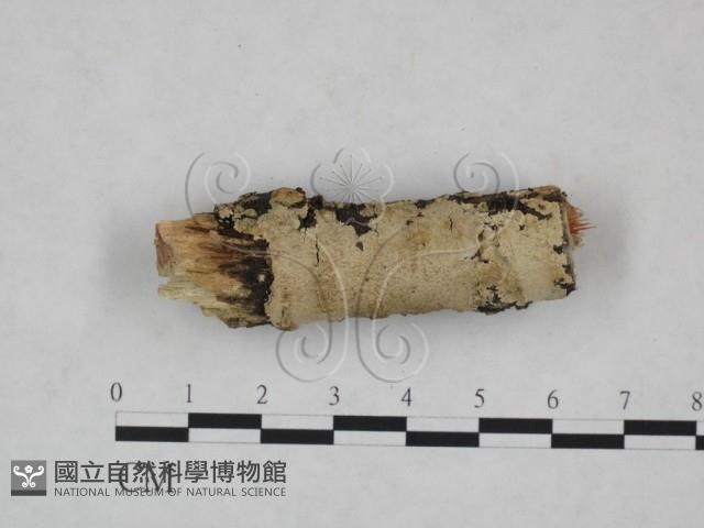 齒耳菌屬藏品圖，第1張