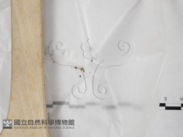 登錄號:F0023206藏品圖，第1張