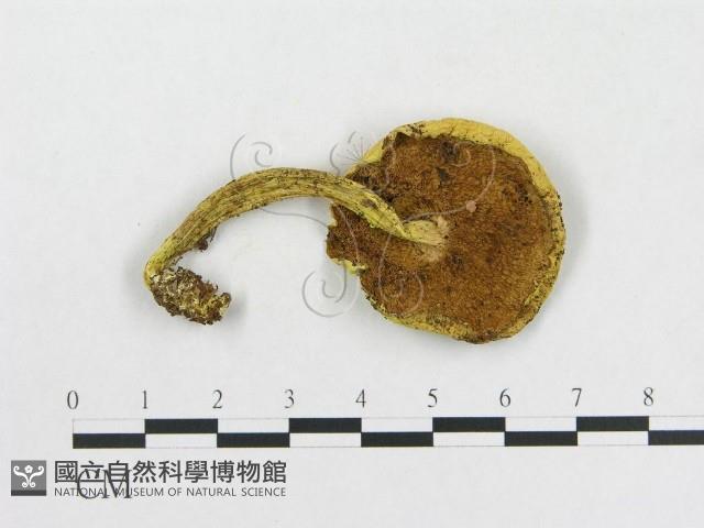 登錄號:F0013206藏品圖，第1張