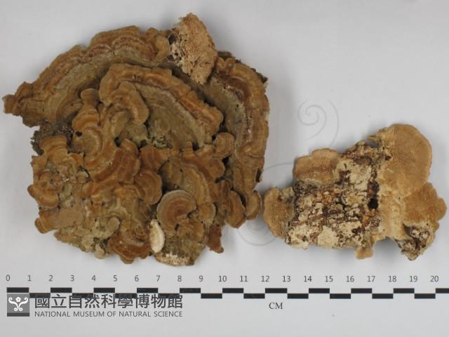 登錄號:F0033206藏品圖，第1張