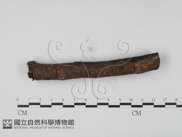 登錄號:F0008806藏品圖，第1張