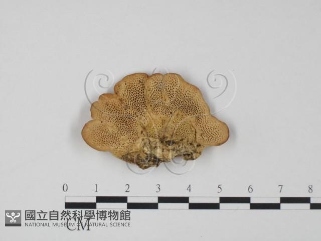 登錄號:F0018806藏品圖，第1張