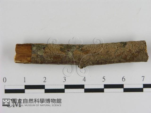 刺革菌屬藏品圖，第1張