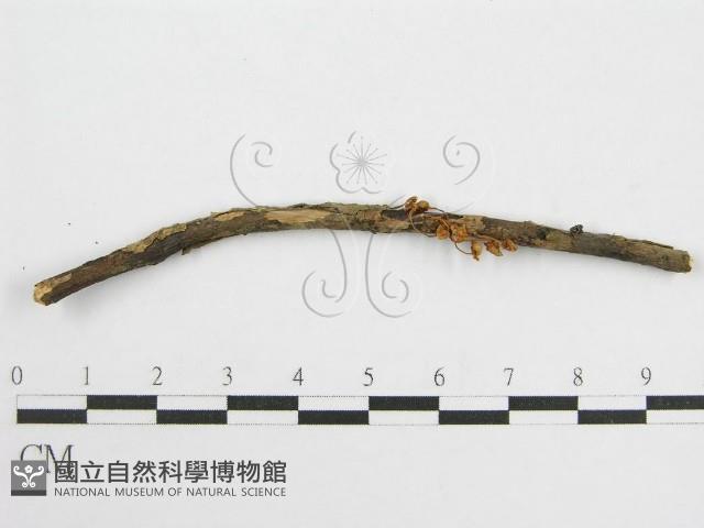 微皮傘屬藏品圖，第1張