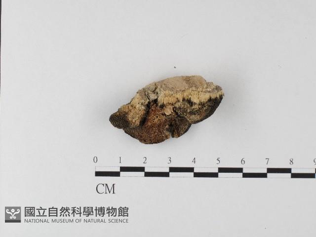 登錄號:F0006806藏品圖，第1張