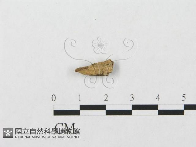 登錄號:F0016806藏品圖，第1張