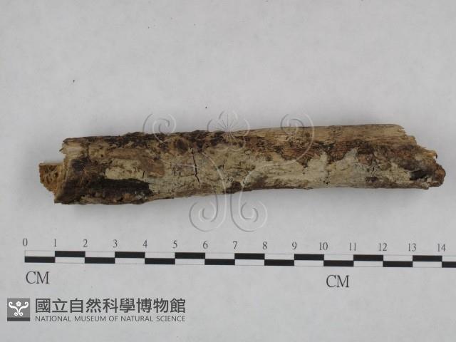 剛毛絲皮菌藏品圖，第1張