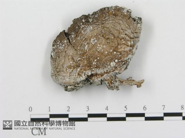 傘菌屬藏品圖，第1張