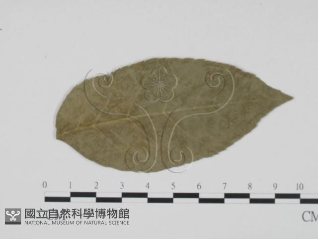 登錄號:F0011806藏品圖，第1張