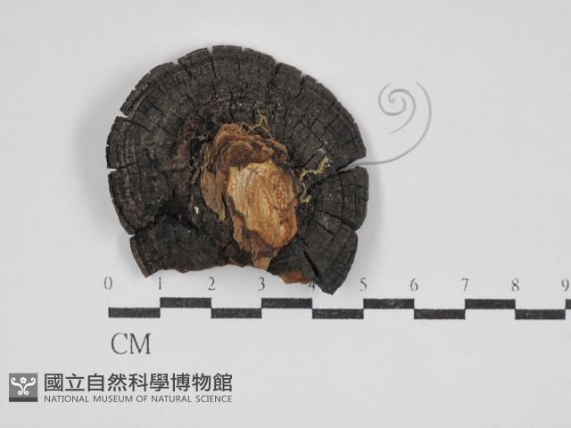 登錄號:F0024806藏品圖，第1張