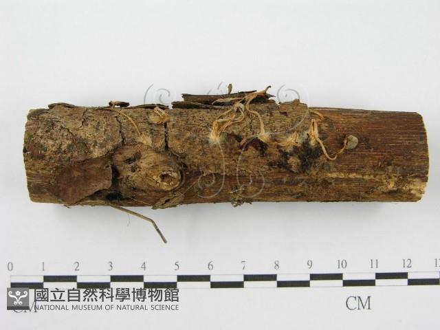 登錄號:F0004806藏品圖，第1張