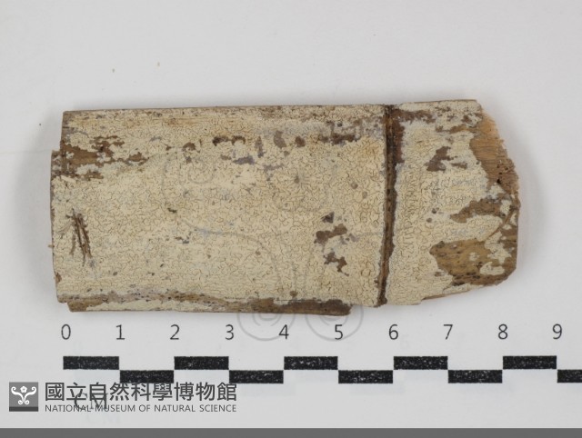 登錄號:F0034806藏品圖，第1張