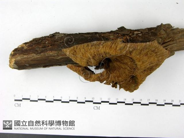 優雅波邊革菌藏品圖，第1張