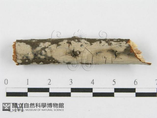 筍殼菌屬藏品圖，第1張