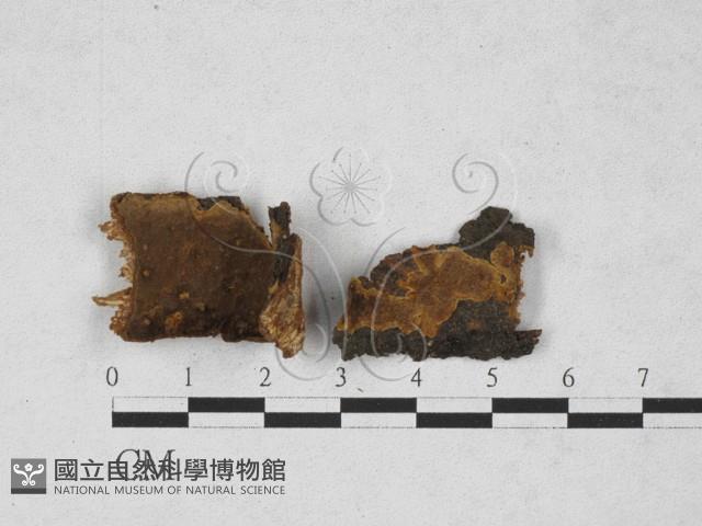 登錄號:F0027806藏品圖，第1張