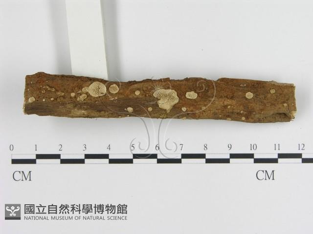 蜂窩菌屬藏品圖，第1張