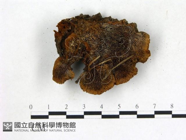 登錄號:F0005806藏品圖，第1張