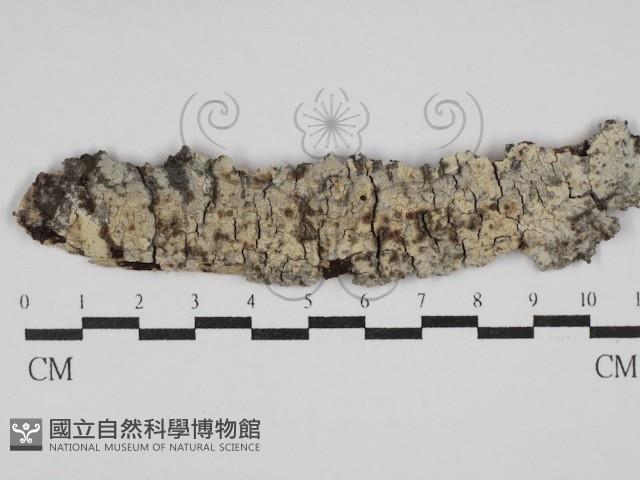 登錄號:F0029806藏品圖，第1張