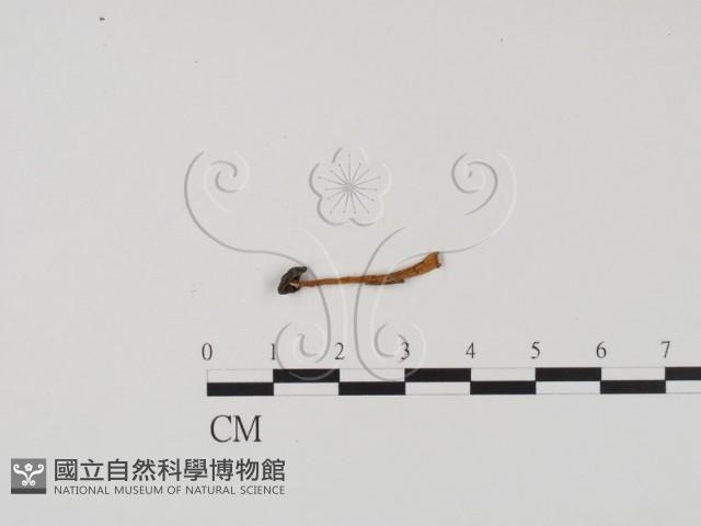 登錄號:F0009806藏品圖，第1張