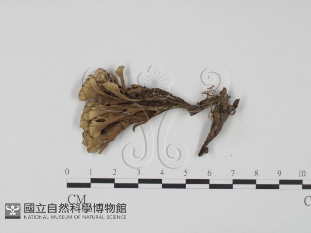 棕色革菌藏品圖，第1張